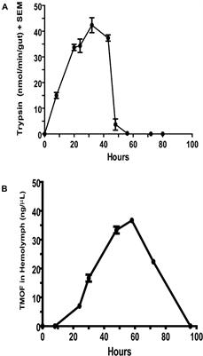 Culex quinquefasciatus Late Trypsin Biosynthesis Is Translationally Regulated by Trypsin Modulating Oostatic Factor